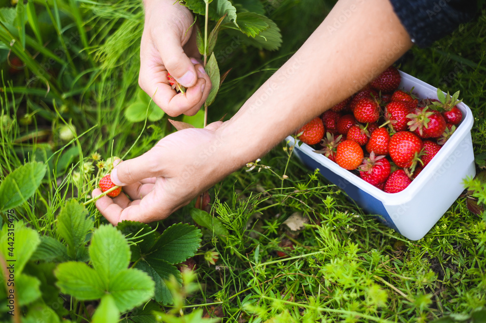 the season picking strawberries in Norway. summer field with farmer the season picking strawberries in Norway. summer field with farmer