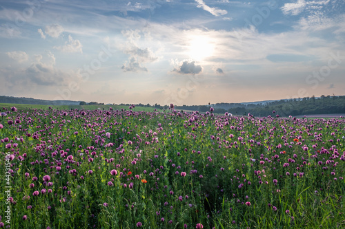 poppy flowers field in sunshine