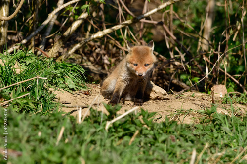 sweet baby fox at his fox burdour at the edge of the forest
