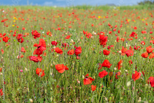 A field of poppies in bloom at West Pentire, Cornwall in early summer
