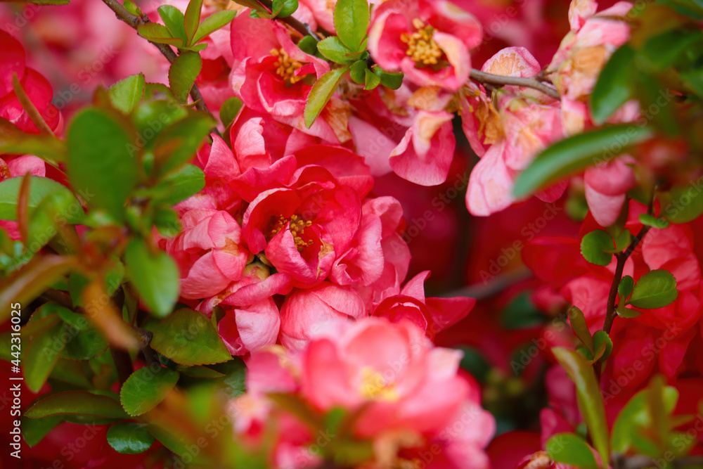Obraz premium Beautiful bushes of blooming young roses in the park. Fragrant scent from flowers.