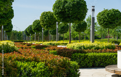 Maple alley Acer platanoides Globosum with trimmed cherry laurel bushes,  photinia and yellow-leaved Physocarpus opulifolius Ninebark. French garden in public city park 'Krasnodar' or 'Galitsky'. photo