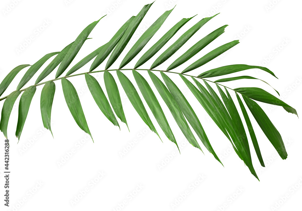 Palm green leaf branch isolated on white background with clipping path included. Tropical green leaves concept