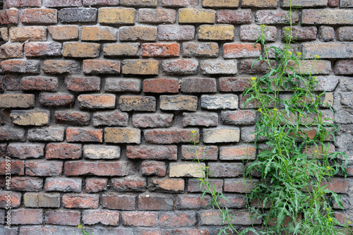 Detail of the texture of the old bricks seen in a wall