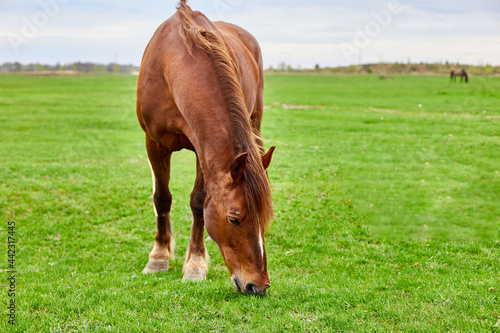 A brown horse with a shaggy tan mane eating in an empty grass field