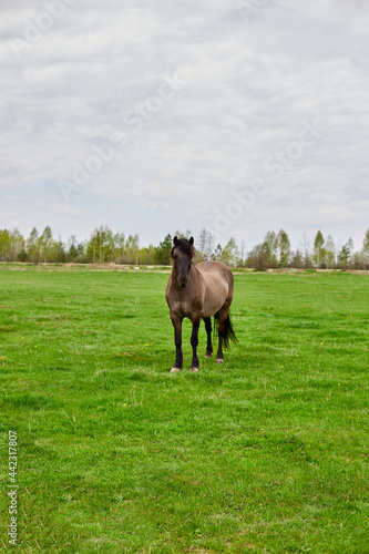 A brown horse with a shaggy tan mane standing in an empty grass field