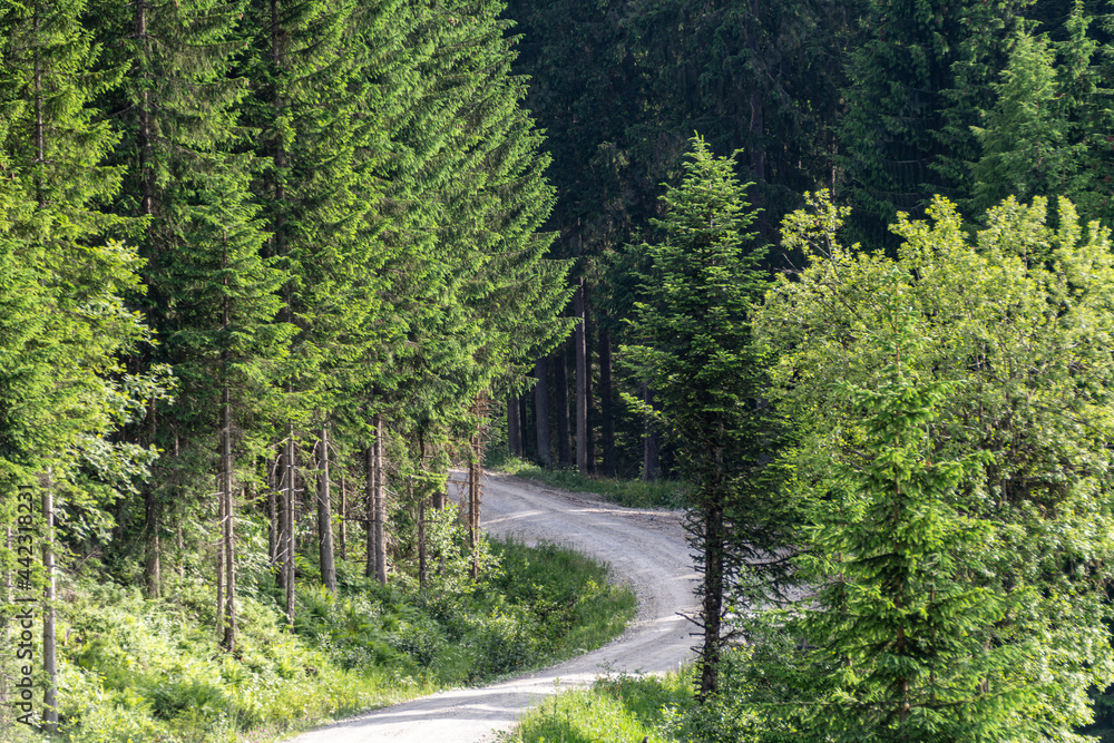 Fototapeta premium Alpine summer view of a gravel street thru green trees. Hiking in the beauty of the Austrian Alps, in Salzburg