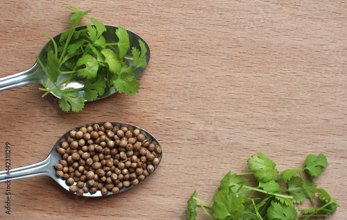 coriander seeds and grown green coriander in a spoon on a wooden board