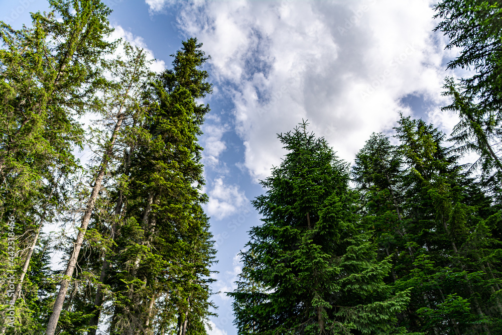 Obraz premium Low angle view of fir trees in a forest