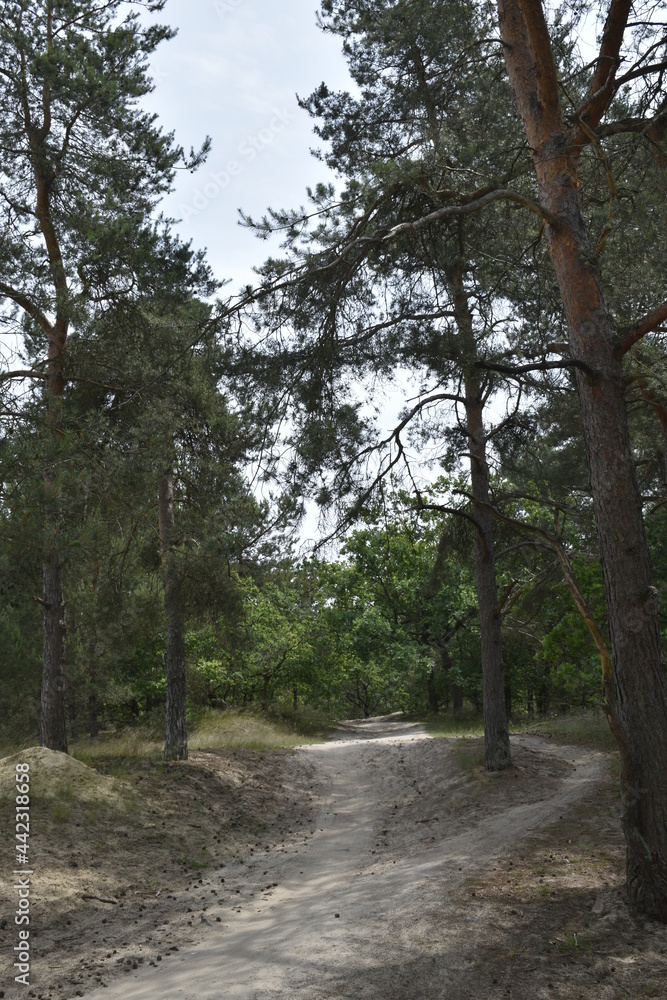 Visit to National park Loonse en Drunense Duinen (NL) Visit to National park Loonse en Drunense Duinen (NL)