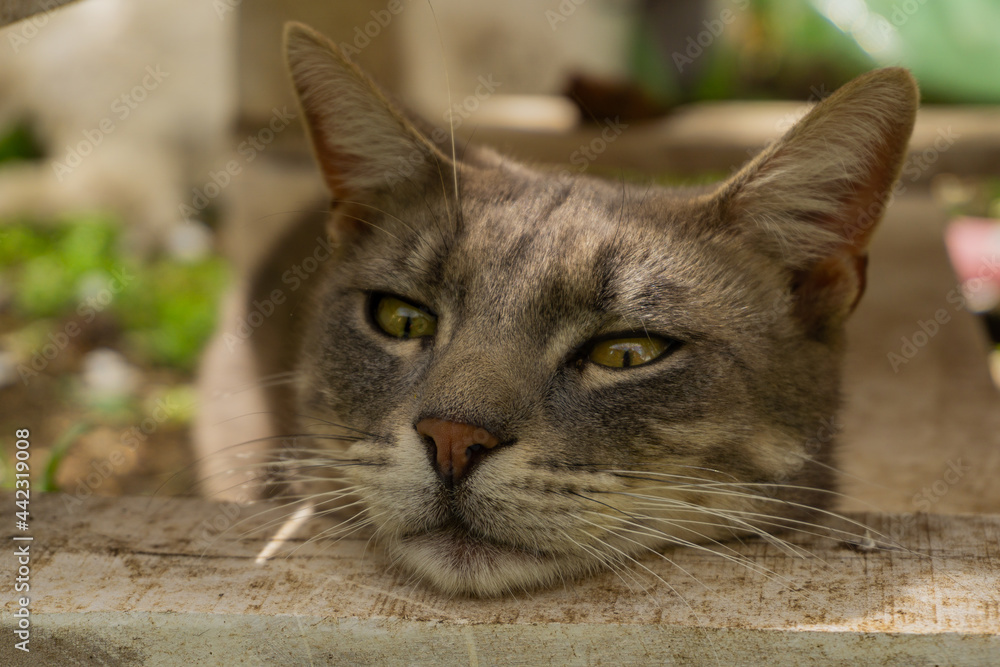 Cute tabby cat enjoying the sunny day in the garden. Cute tabby cat enjoying the sunny day in the garden.