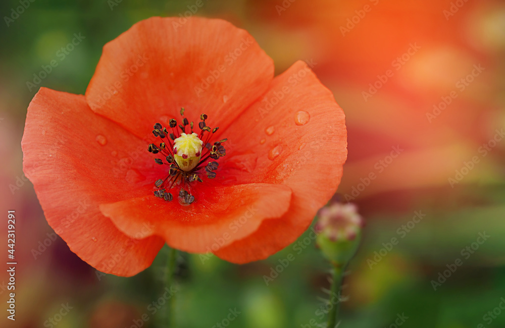Fototapeta premium red field poppy with drops of dew on petals close-up