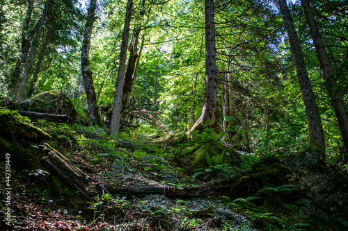 Alpine forest in Austria. Fresh vibrant green with trees on a sunny summer day