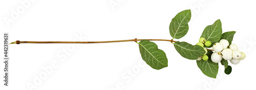 Snowberries (Symphoricarpos...