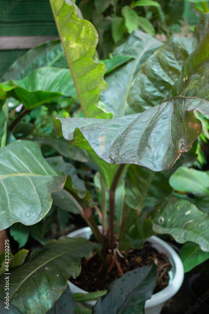 Obraz premium Green summer plant in outdoors market