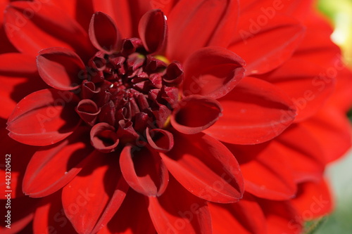 Fototapeta Naklejka Na Ścianę i Meble -  red dahlia flower