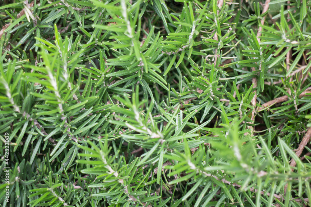 Green summer plant in outdoors market