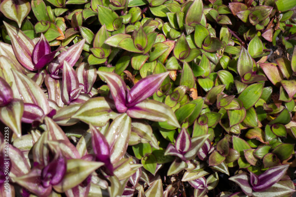 Obraz premium Green summer plant in outdoors market