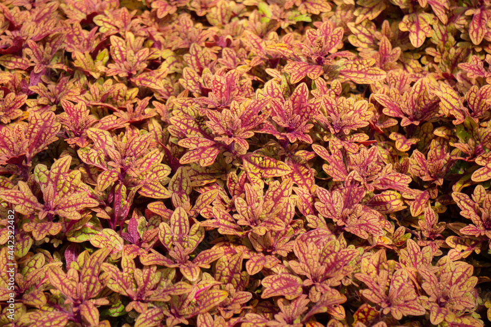 Green summer plant in outdoors market