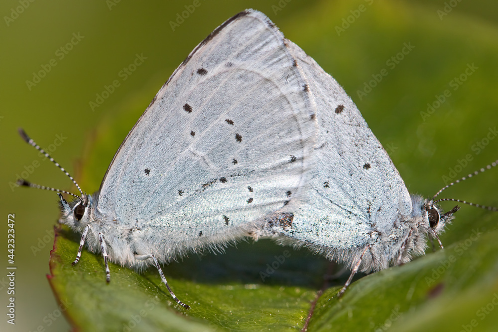 Small blue butterflies mating on a leaf. Close-up garden nature Small blue butterflies mating on a leaf. Close-up garden nature