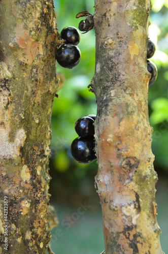 jaboticaba fruit on a tree trunk with