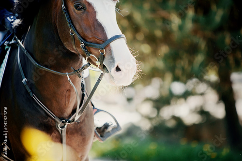 Portrait of a sports horse in the bridle.