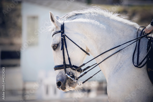 Portrait sports gray stallion in the double bridle.