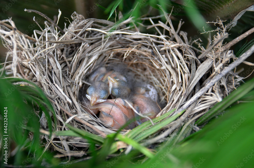 baby birds in nest baby birds in nest