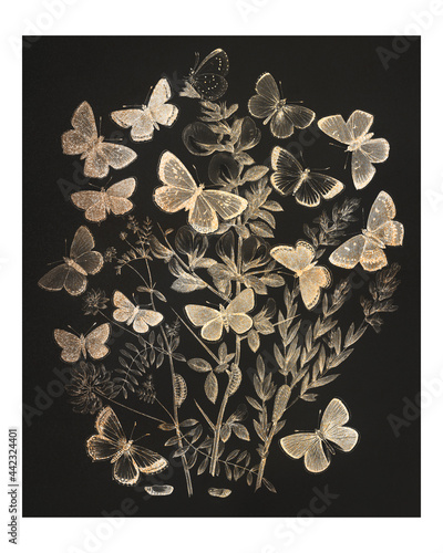 Photography Butterflies and moths fluttering over flowers vintage illustration wall art print and poster design remix from original artwork