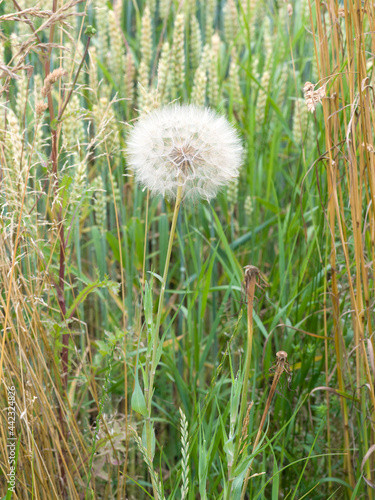 Pusteblume