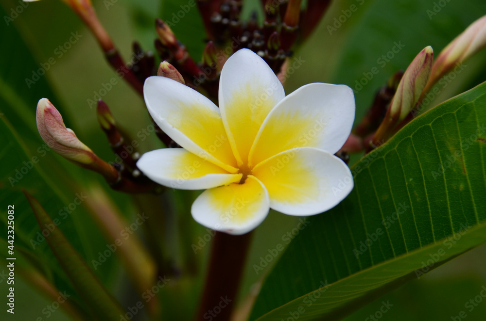 Fototapeta premium white frangipani flower