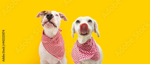 Photography Banner two hungry dogs Straight licks wearing a checkered napkin, Isolated on yellow background