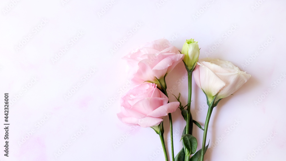 3 blooming pink flowers and a greenish bud gathered closely together, on a pink background. With copy space on the bottom. 