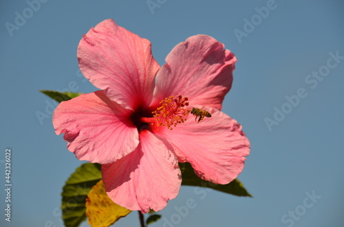 bee on a red hibiscus flower