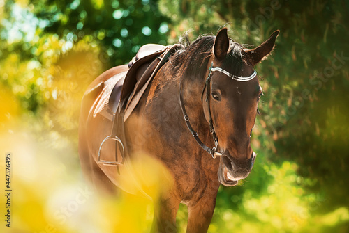 A beautiful bay horse with a leather saddle and a soft beige saddlecloth on its back stands among the green foliage of trees and neighs on a sunny summer day. Equestrian life.