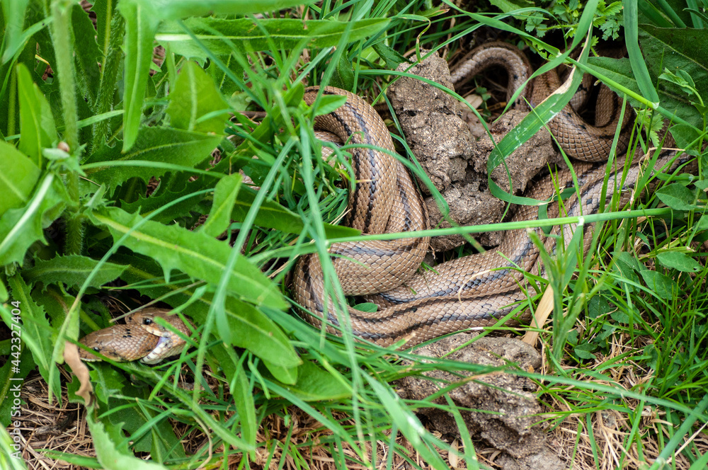 Two ladder snakes biting male female reproduction Stock Photo Adobe Stock