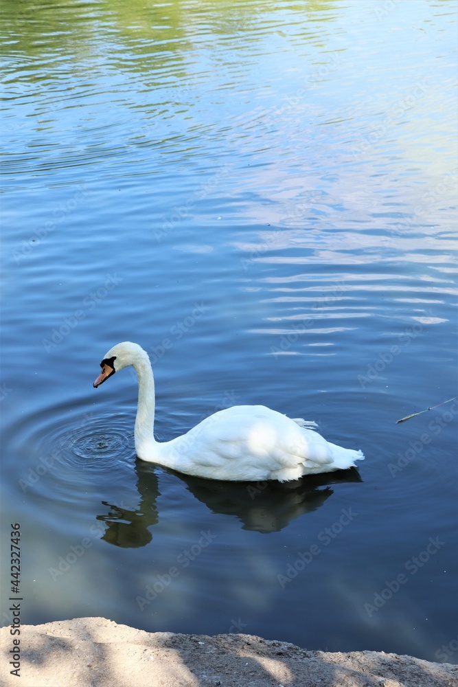 Fototapeta premium swan on the water