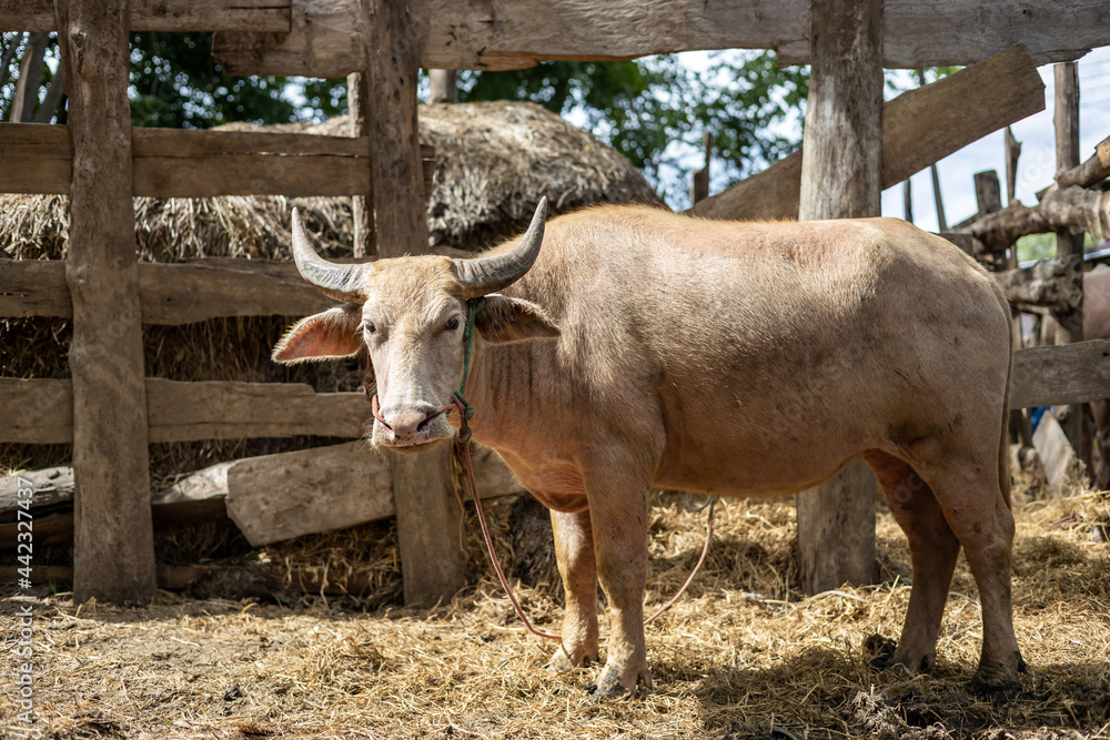An albino buffalo was standing in the sunlight near a stable.