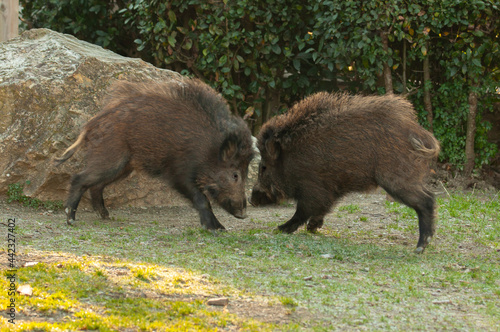 Two wild boars fighting photo