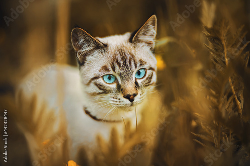 Portrait of a cute striped Thai kitten with blue eyes, sitting among the tall wild grass and field yellow buttercup flowers on an autumn day. A pet and nature.