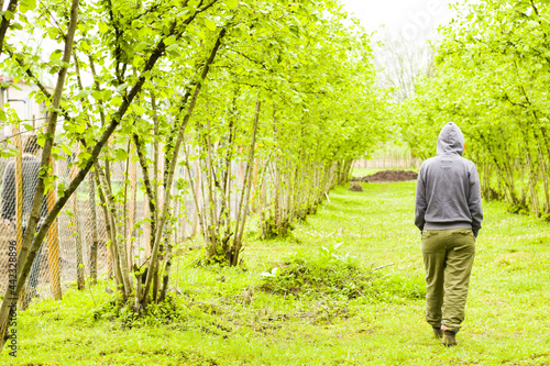 Fototapet Person walking near hazelnut trees plantations in Georgia