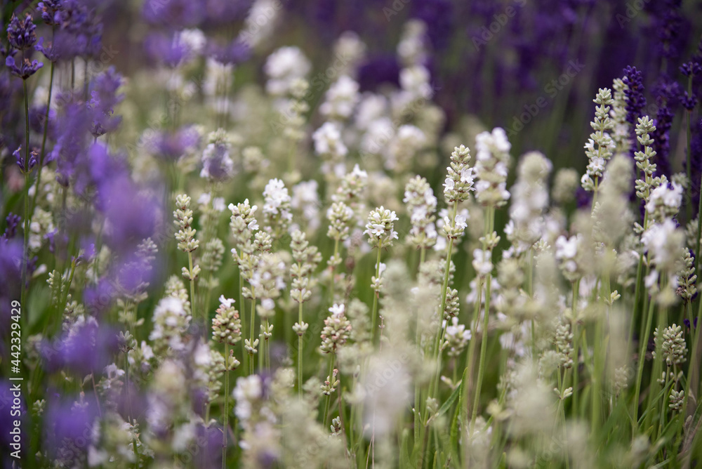 Fototapeta premium Lavender flowers in bloom in a field. Different shades of lavender flower. Growing for aromatherapy. Natural photo. Macro