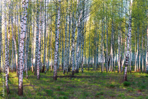 Spring birch grove or forest with young green leaves in the bright light of the evening sun
