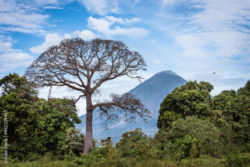 Tropical forest with a huge tree and a volcano in the background photo