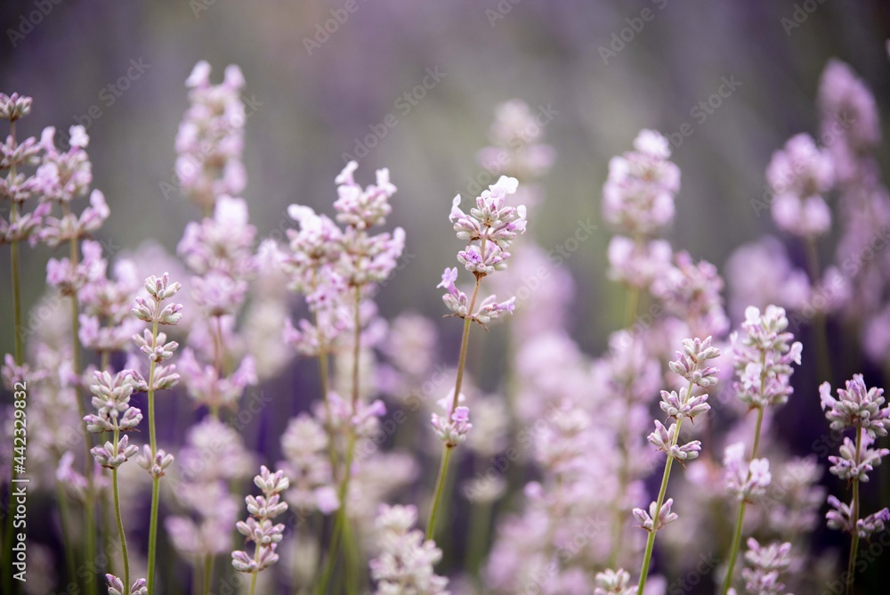 Lavender flowers in bloom in a field. Different shades of lavender flower. Growing for aromatherapy. Natural photo. Macro Lavender flowers in bloom in a field. Different shades of lavender flower. Growing for aromatherapy. Natural photo. Macro