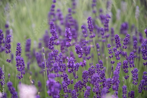 Lavender flowers in bloom in a field. Different shades of lavender flower. Growing for aromatherapy. Natural photo. Macro