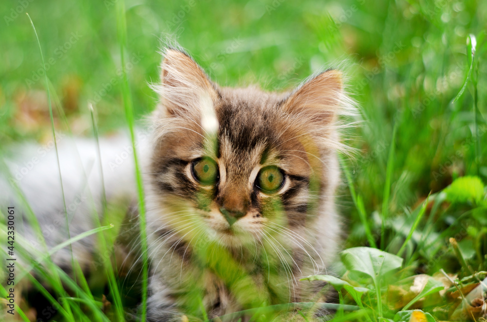 A small mile of fluffy kitten house cats hid in the grass and looks selective soft focus