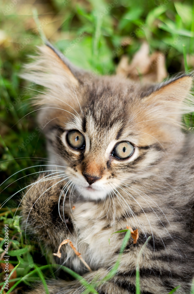 Portrait of a close-up of a small kitten in nature in green grass