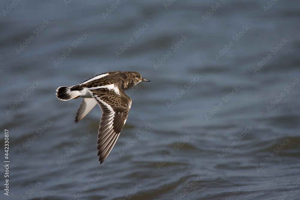 Ruddy Turnstone, Steenloper, Arenaria interpres Ruddy Turnstone, Steenloper, Arenaria interpres