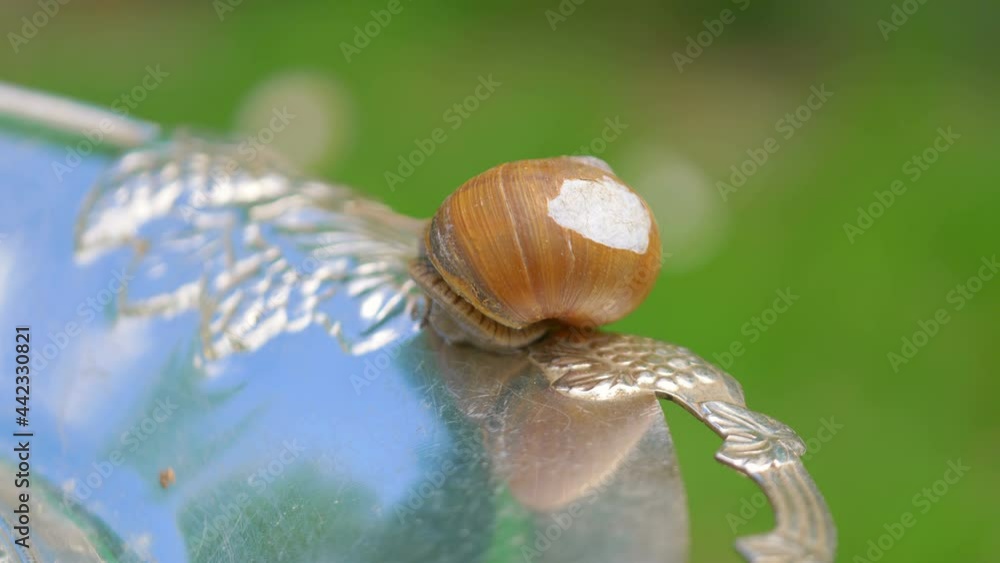 Snail walks on the silver plate in 4k Snail walks on the silver plate in 4k